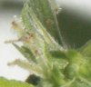 Trichomes.jpg