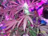 shiva & super skunk 5 weeks into flower. 2 days under 180w 004 Medium Web view.jpg