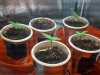 Seedlings in cups 3.jpg