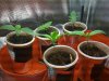 Seedlings in cups 4.jpg