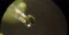 Clear Trichome.JPG