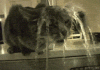1276595878_cat-tap-shower.gif