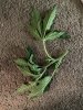 IMG_3153.jpeg