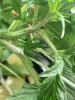 IMG_3178.jpeg
