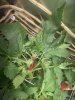IMG_3187.jpeg