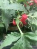 IMG_3186.jpeg