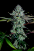 Michigan_Medley_Feminized_Stonerberry_x_Peanut_Butter_Breath_3Thirteen_Seeds_HydroRed_1_resized.png