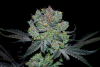 Wondermelon_Feminized_Simply_Watermelon_x_Peanut_Butter_Breath_3Thirteen_Seeds_HydroRed_2_resi...png