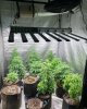 phlizon_led_grow_light (1).jpg