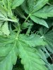IMG_3288.jpeg
