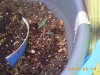 seedlings 5 days (Medium).JPG