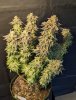 132 days from germination (74 days of flowering) under the Spider Farmer LED SF4000 and the Gl...jpg