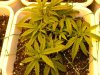 2nd Grow Week 3 day 5 003.jpg