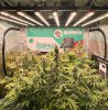 SE-7000-Im now approaching Week 6 of flower. full canopy without training.  Just trying my har...jpg
