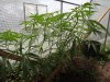 DSC05628.JPG