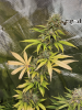 Moon Medic OG #1 02.png