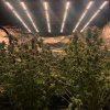 Spider farmer g5000 480 watts of beautiful led for your growth! Day 49 getting super close!.jpg