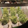 Did a small pot trial run with them. About 1.5 to 2 gallons of soil here and 9 in a 4x4. Under...jpg