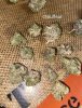 IMG_4025.jpeg