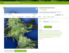 Screenshot 2023-08-20 at 06-52-32 Indica Cannabis Seeds Skunk Classic Flying Dutchman - Villab...png