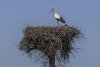 White_stork_(Ciconia_ciconia)_nest.jpg