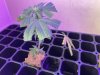 THC Bomb-CLONES_08_25_2023_07.jpg