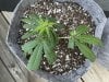 THC Bomb-CLONES_08_26_2023_12.jpg