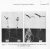 Screenshot 2023-09-10 at 19-14-10 The Sand Culture of Seedlings and Mature Plants - C129pdf.pdf.png