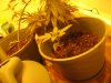 First Grow 023.jpg