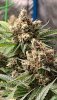 6092427_grow-journal-by-wallywonkscustomgranddaddy-purple-x-dosidos.jpg