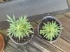 THC Bomb-CLONES_09_27_2023_01.jpg