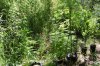 dopewear-albums-ghetto-veg-box-first-outdoor-grow-picture76871-dsc-3275.jpg