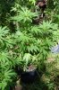 dopewear-albums-ghetto-veg-box-first-outdoor-grow-picture76879-dsc-3280.jpg