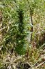 dopewear-albums-ghetto-veg-box-first-outdoor-grow-picture76884-dsc-3285.jpg