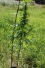 dopewear-albums-ghetto-veg-box-first-outdoor-grow-picture76888-dsc-3287.jpg