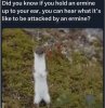 did-know-if-hold-an-ermine-up-ear-can-hear-s-like-be-attacked-by-an-ermine.jpg