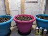 week3_seedlings_planted2.jpg