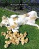 my-dog-gets-all-chicks.jpeg