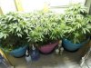 week7_canopy1.jpg