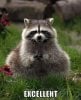 Excellent-raccoon-meme-11776.jpg