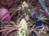 shiva & super skunk 6 weeks into flower. 7 days under 180w 003 Medium Web view.jpg