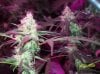 shiva & super skunk 6 weeks into flower. 7 days under 180w 004 Medium Web view.jpg