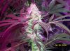 shiva & super skunk 6 weeks into flower. 7 days under 180w 009 Medium Web view.jpg