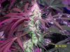 shiva & super skunk 6 weeks into flower. 7 days under 180w 010 Medium Web view.jpg