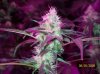 shiva & super skunk 6 weeks into flower. 7 days under 180w 012 Medium Web view.jpg