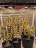 SE3000-quora@Isabella Perez-I highly recommend purchasing a grow light from a reputable compan...jpg
