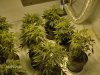 grow room 005.jpg