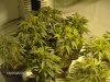 grow room 007.jpg