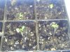 new seeds 004.jpg