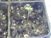 new seeds 005.jpg